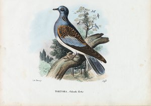 Tourterelle européenne, 1863-79