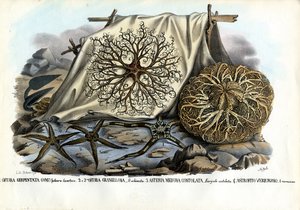 Tête de Gorgone, 1863-79