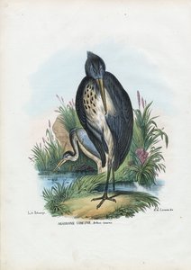 Héron cendré, 1863-79 - Raimundo Petraroja