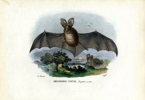 Grand Murin, 1863-79 - Raimundo Petraroja