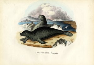 Phoque commun, 1863-79 - Raimundo Petraroja