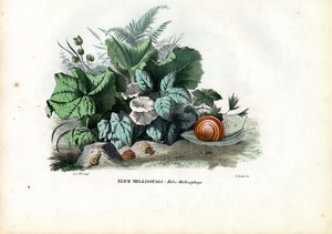 Escargots hélices, 1863-79