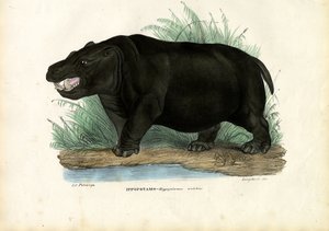 Hippopotame, 1863-79