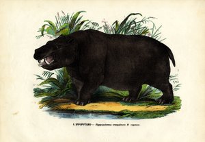 Hippopotame, 1863-79