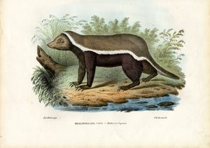 Ratel, 1863-79
