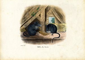 Souris Domestique, 1863-79 - Raimundo Petraroja