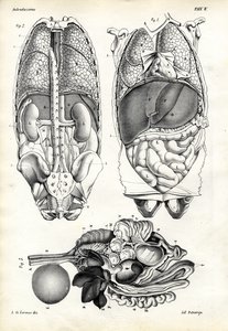 Intestins, 1863-79 - Raimundo Petraroja