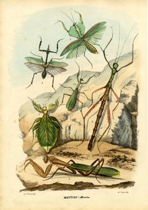 Insecte feuille, 1863-79