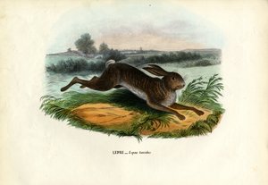 Lièvre des montagnes, 1863-79 - Raimundo Petraroja