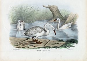 Cygne muet, 1863-79