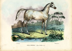 Cheval persan, 1863-79 - Raimundo Petraroja