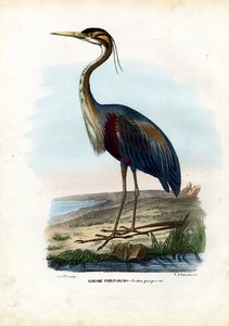 Héron pourpré, 1863-79 - Raimundo Petraroja