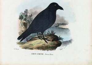 Corbeau, 1863-79 - Raimundo Petraroja