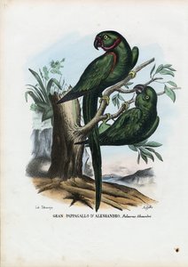 Perruche à collier rose, 1863-79