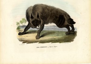 Hyène rayée, 1863-79 - Raimundo Petraroja