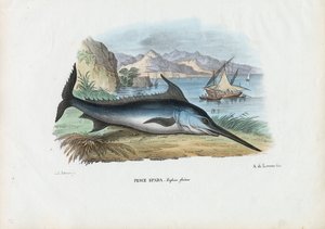 Espadon, 1863-79 - Raimundo Petraroja