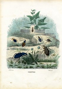 Tigres et Carabes, 1863-79