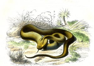 Vipère fer-de-lance (Cophias lanceolatus) - Planche de Histoire Naturelle par Bernard Germain de Lacépède (1856-1925), édition P.Furme, Paris - Raimundo Petraroja