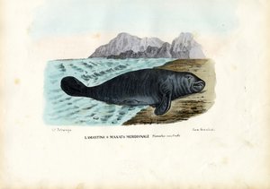 Lamantin des Antilles, 1863-79 - Raimundo Petraroja