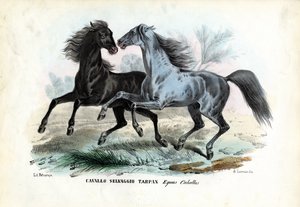 Chevaux sauvages