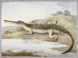 Un gherial ou crocodile gangétique face à face avec une sauterelle, c.1820