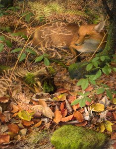 Automne : un renard se repose parmi les feuilles mortes, 2005 (huile sur carton) - Raymond Booth