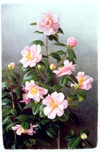 Camellia Japonica Variété - Raymond Booth