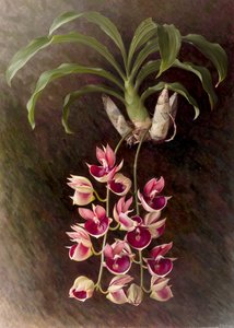 Catasetum pileatum 
