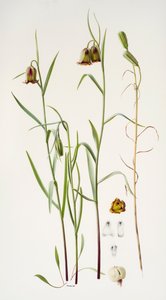 Fritillaire - Raymond Booth