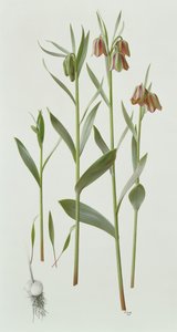 Fritillaria Hermonis Amana - Raymond Booth