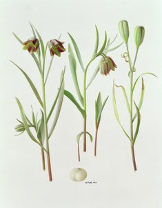 Fritillaria Kurdica - Raymond Booth