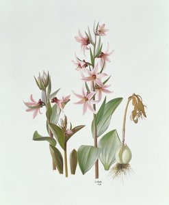 Fritillaire Stenanthera