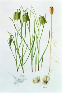 Fritillaria whittallii - Raymond Booth