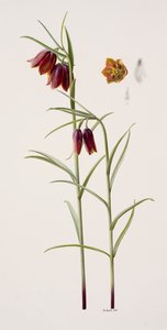 Fritillaria gracilis (huile sur papier) - Raymond Booth