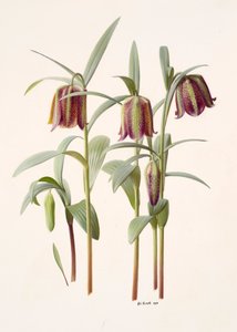 Fritillaria kotschyana - Raymond Booth