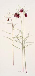 Fritillaria montana (huile sur papier)