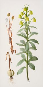 Fritillaria pallidiflora