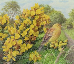 Ajoncs et marteau jaune, 2000 (huile sur carton)