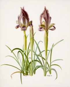 Iris acutiloba (huile sur papier)