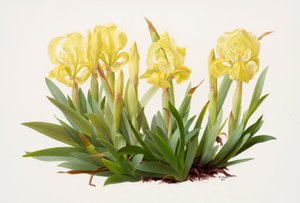 Iris lutescens (huile sur papier)