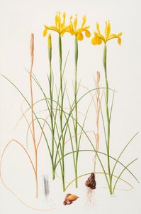 Iris spuria, 2002 (huile sur papier) - Raymond Booth