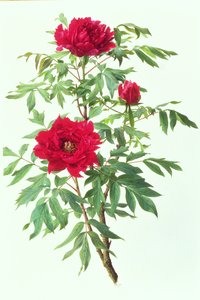 Pivoine japonaise - Raymond Booth