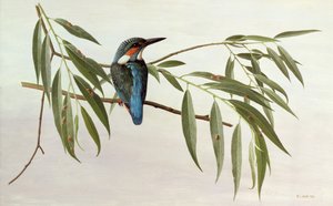 Martin-pêcheur - Raymond Booth