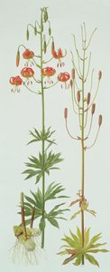 Lilium Pardalinum