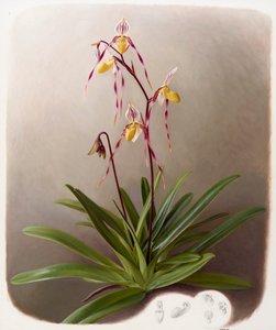 Orchidée - Raymond Booth