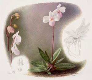 Paphiopedilium delenatii (huile sur papier)