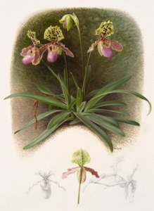 Paphiopedilium henryi (huile sur papier) - Raymond Booth