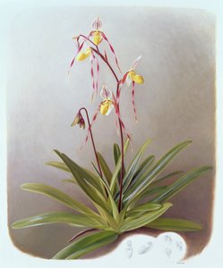 Paphiopedilum Philippinense