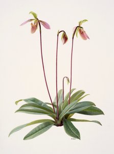 Pophiopedrium appletonianum (huile sur papier)