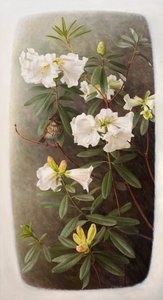Rhododendron lindleyi